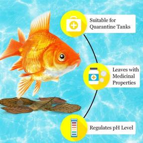 img 2 attached to SunGrow Mini Goldfish Indian Almond Leaves: Enhance Fish Health, Breeding & Tea Water Environment - 2 inch, 50 Pack