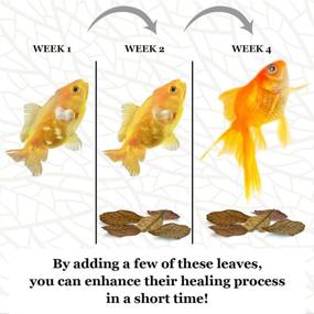 img 1 attached to SunGrow Mini Goldfish Indian Almond Leaves: Enhance Fish Health, Breeding & Tea Water Environment - 2 inch, 50 Pack