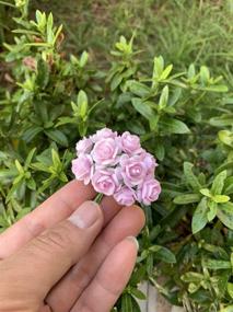 img 2 attached to 🌹 Exquisite 100 pcs Mini Rose Mulberry Paper Flowers in a Variety of Pink Shades – Perfect for Scrapbooking, Weddings, Doll Houses, and Cards!