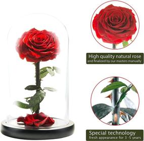 img 3 attached to 🌹 LOVAPPY Eternal Enchanted Forever Preserved Rose - Infinity Rose in Glass Dome - Real Fresh Beauty Rose - Romantic Female Gifts - Valentines Day & Mom Gift (Red, 9 inch)