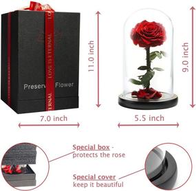 img 2 attached to 🌹 LOVAPPY Eternal Enchanted Forever Preserved Rose - Infinity Rose in Glass Dome - Real Fresh Beauty Rose - Romantic Female Gifts - Valentines Day & Mom Gift (Red, 9 inch)