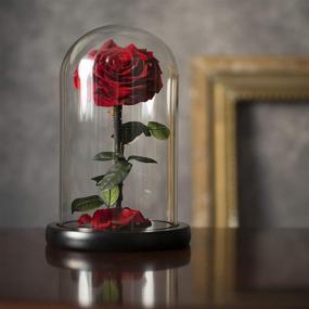img 1 attached to 🌹 LOVAPPY Eternal Enchanted Forever Preserved Rose - Infinity Rose in Glass Dome - Real Fresh Beauty Rose - Romantic Female Gifts - Valentines Day & Mom Gift (Red, 9 inch)