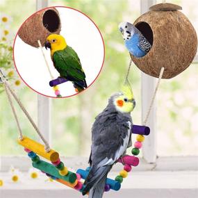 img 2 attached to 🐦 KATUMO Coconut Bird House with Colorful Ladder: Toys for Parakeet, Conure, Cockatiel & More!