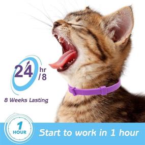 img 3 attached to 🐱 PUPTECK Calming Collar for Cats and Small Dogs - 15inch, Purple: Safe, Long-Lasting Anxiety and Stress Relief, Canine and Feline Calm Protective Collar for up to 60 Days