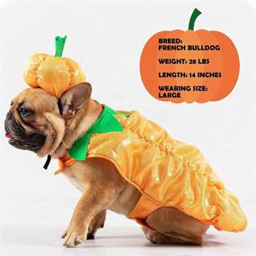 img 1 attached to 🎃 Cyeollo Halloween Dog Costume Pumpkin Cute Puppy Outfit Size S - Pet Clothes for Small Dogs - Halloween Pet Costumes Collection