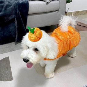 img 3 attached to 🎃 Cyeollo Halloween Dog Costume Pumpkin Cute Puppy Outfit Size S - Pet Clothes for Small Dogs - Halloween Pet Costumes Collection