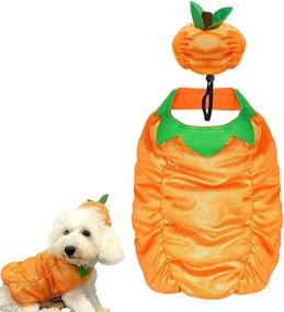 img 4 attached to 🎃 Cyeollo Halloween Dog Costume Pumpkin Cute Puppy Outfit Size S - Pet Clothes for Small Dogs - Halloween Pet Costumes Collection