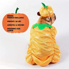 img 2 attached to 🎃 Cyeollo Halloween Dog Costume Pumpkin Cute Puppy Outfit Size S - Pet Clothes for Small Dogs - Halloween Pet Costumes Collection