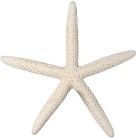 img 4 attached to 🌟 10 White Finger Starfish 6"-8" for Nautical Home Decor - South Beach Crafts