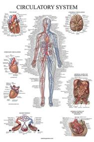 img 1 attached to Pack Muscular Anatomy Circulatory Anatomical