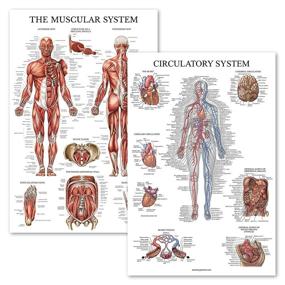 img 4 attached to Pack Muscular Anatomy Circulatory Anatomical