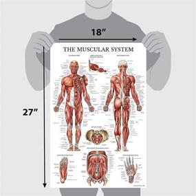 img 3 attached to Pack Muscular Anatomy Circulatory Anatomical