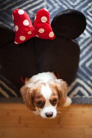 img 2 attached to 🐭 Disney Mickey & Minnie Mouse Pet Bed Collection: Purrfect for Dogs and Cats!