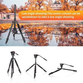 img 1 attached to 📸 COMAN Premium Camera Tripod - Lightweight 71" Portable Tripod with Q5 Fluid Head, Ideal for DSLR Cameras and Video Camcorders