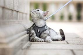 img 3 attached to 🐱 FDOYLCLC Cat Harness and Leash Set - Escape Proof, Step-in Design for Easy Control, Reflective Breathable Air Mesh Vest - Adjustable Outdoor Jacket for Small, Medium, Large Kittens