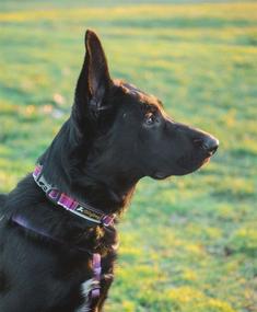 img 1 attached to 🐶 Durable and Comfortable Reflective Webbing Dog Collar with Side-Release Buckle - OllyDog Urban Journey Collar