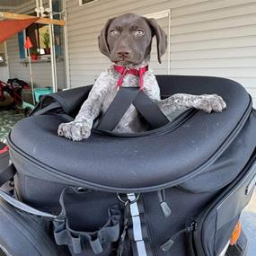 img 3 attached to 🏍️ Goldfire Weather Resistant Motorcycle Pet Carrier - Portable Dog/Cat Crate for Luggage Rack or Passenger Seat with Sissy Bar Straps (Black)