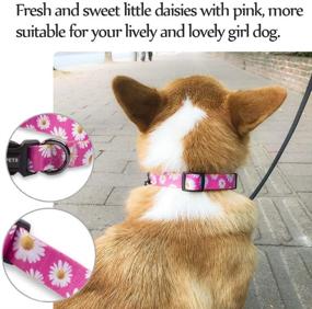 img 3 attached to 🐶 QQPETS Dog Collar: Soft, Comfortable & Adjustable Collars for Outdoor Training, Walking, and Running - Ideal for Small, Medium & Large Dogs