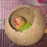 🐦 hypeety bird breeding nest: hamster coconut house with swing, ladder, and toys for parrot, parakeets, finches, lovebirds, sparrows - natural coconut shell hanging swing perch logo