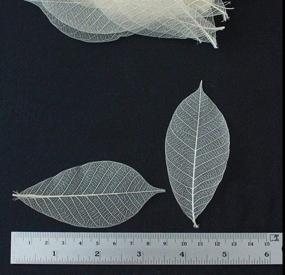 img 1 attached to 100 Natural Color Skeleton Leaves Rubber Tree - Ideal for DIY Card Making, Scrapbooking, and Wedding Crafts