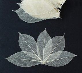img 2 attached to 100 Natural Color Skeleton Leaves Rubber Tree - Ideal for DIY Card Making, Scrapbooking, and Wedding Crafts