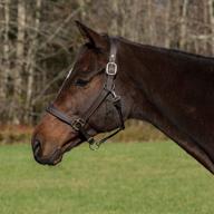 🐴 henri de rivel hdr fancy padded rolled throat triple stitched halter for horses in havana logo