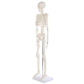 img 3 attached to 🦴 Movable Measures for Anatomy Lab Skeletons