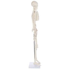 img 2 attached to 🦴 Movable Measures for Anatomy Lab Skeletons