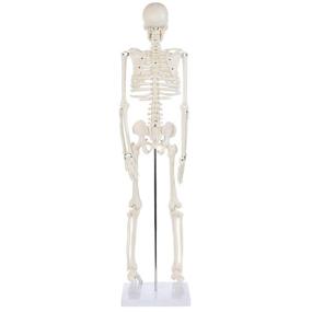 img 1 attached to 🦴 Movable Measures for Anatomy Lab Skeletons