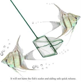 img 2 attached to Premium Fine Mesh Aquarium Fish Net for Efficiently Catching and Cleaning Brine Shrimp, 🐠 Betta, Goldfish, and Tropical Fish - Floating Debris Skimming Tool for Fishbowl and Fish Tank