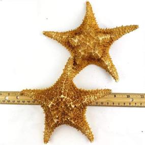 img 1 attached to Worlds Caribbean Natural Knobby Starfish