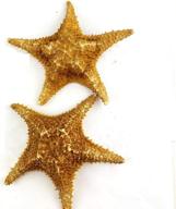 worlds caribbean natural knobby starfish логотип