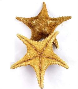 img 2 attached to Worlds Caribbean Natural Knobby Starfish