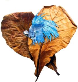 img 4 attached to SunGrow Indian Almond Leaves for Betta: Ideal for Play, Hideouts, and Overall Development - 8 Inches Long, Easy-to-Use - Pack of 10 Leaves