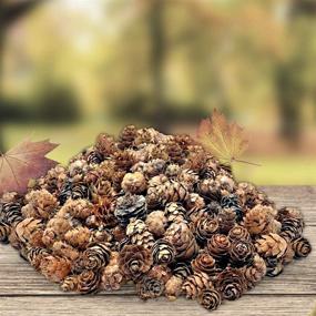 img 2 attached to 🌲 BANBERRY DESIGNS Natural Brown Pinecones - 1 lb. Bag with 750 Assorted Sized Pine Cones: Perfect Christmas Potpourri Elements, Table Scatters, and DIY Craft Pieces