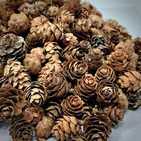 img 4 attached to 🌲 BANBERRY DESIGNS Natural Brown Pinecones - 1 lb. Bag with 750 Assorted Sized Pine Cones: Perfect Christmas Potpourri Elements, Table Scatters, and DIY Craft Pieces