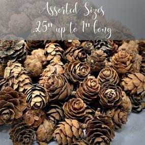 img 3 attached to 🌲 BANBERRY DESIGNS Natural Brown Pinecones - 1 lb. Bag with 750 Assorted Sized Pine Cones: Perfect Christmas Potpourri Elements, Table Scatters, and DIY Craft Pieces