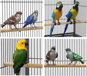 img 3 attached to 🐦 YINTATECH 53-inch Rolling Stand Bird Cage for Small Parrots, Cockatiels, Sun Parakeets, Conures, Lovebirds, Canaries (Green-Cheeks, Sun Conures)