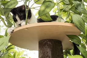 img 1 attached to On2 Pets EverGreen Cat Tree: USA-Made Medium Cat Condo & Activity Tree with Realistic Leaves