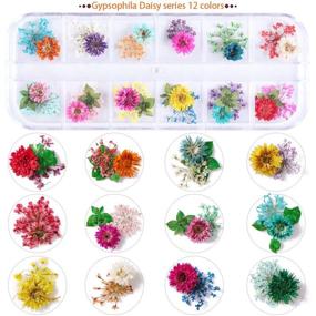 img 2 attached to 🌸 24 Colors Nail Art Dry Flowers Set - UNIME 2 Boxes Mini Real Natural Flowers Nail Art Supplies for 3D Applique, Manicure Decor Accessories - Gypsophila Flowers Leaves