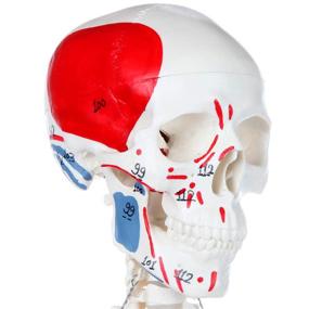 img 3 attached to 🦴 Axis Scientific Removable Assemble Skeleton: Enhance Anatomy Studies with Ease!