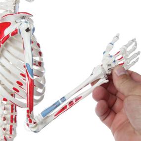 img 2 attached to 🦴 Axis Scientific Removable Assemble Skeleton: Enhance Anatomy Studies with Ease!