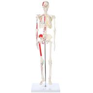 🦴 axis scientific removable assemble skeleton: enhance anatomy studies with ease! logo