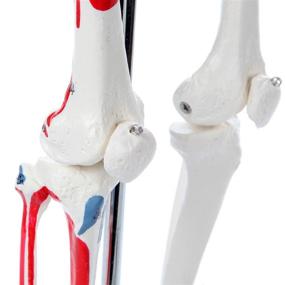 img 1 attached to 🦴 Axis Scientific Removable Assemble Skeleton: Enhance Anatomy Studies with Ease!