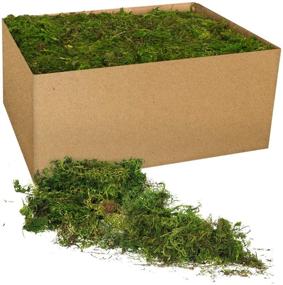 img 4 attached to 🌿 Premium 3 LB Bulk Case of Royal Imports Fresh Dried Forest Green Moss - Naturally Preserved Loose Chunks for Versatile Décor