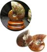 wixine iridescent ammonite specimen madagascar logo