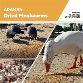 img 1 attached to 🐛 Premium Adaman Dried Mealworms - 5 LBS - 100% Natural Non-GMO High Protein Mealworms - Bulk Wild Bird, Chicken, Hamster, Gecko, Turtle, Lizard Food