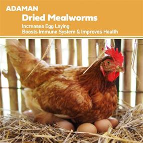 img 2 attached to 🐛 Premium Adaman Dried Mealworms - 5 LBS - 100% Natural Non-GMO High Protein Mealworms - Bulk Wild Bird, Chicken, Hamster, Gecko, Turtle, Lizard Food