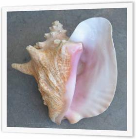 img 1 attached to 3DRose Ht_26133_2 Conch Shell Transfer