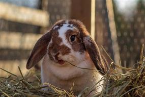 img 3 attached to 🌱 Fresh Blue Mountain Hay Organic Bedding Straw for Guinea Pigs, Chinchillas, Rabbits, Hamsters, Chickens, Cats, and Small Pet Shelters - Delivered Straight from the Farm!